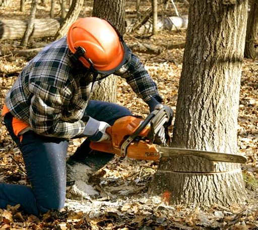 Tree Removal in Harford, NY